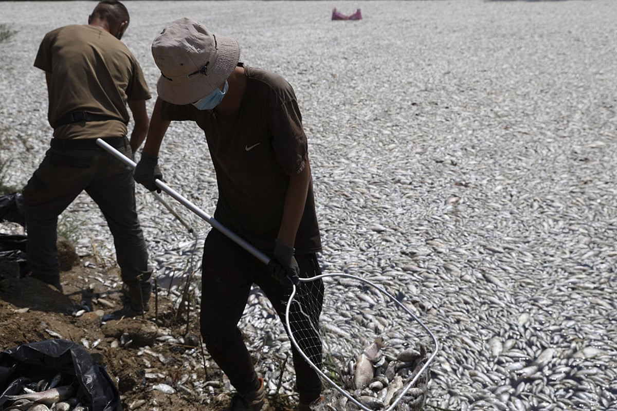 Dead fish from a river near the port city of Volos